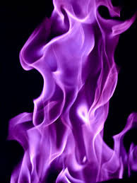 llama-violeta